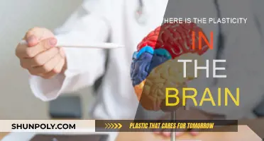 Brain Plasticity: Where Does it Reside?
