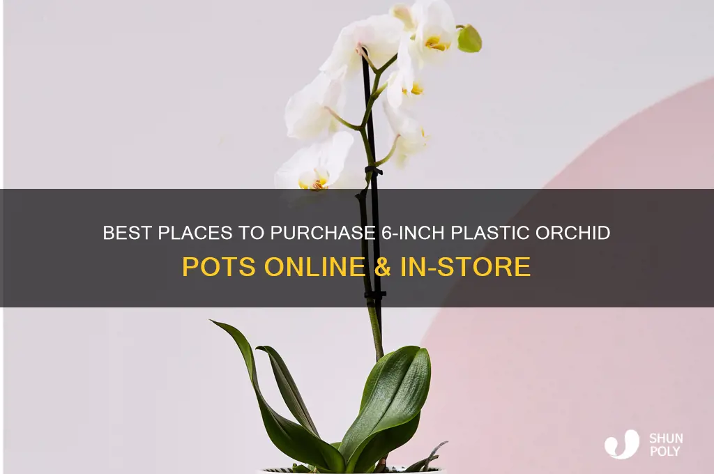where to buy 6in plastic orchid pots