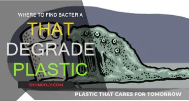 Finding Plastic-Eating Bacteria: Where to Look?