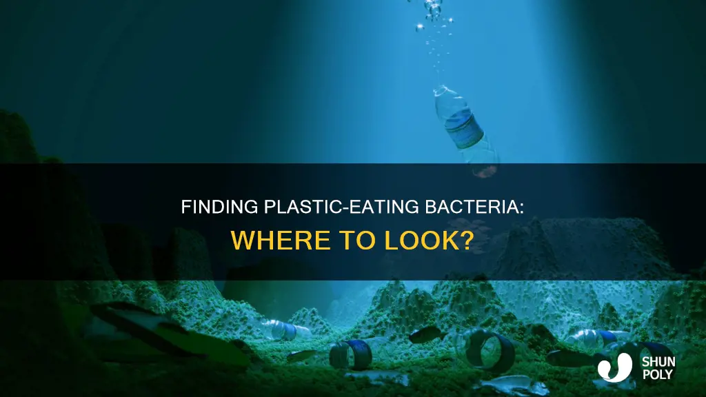 where to find bacteria that degrades plastic