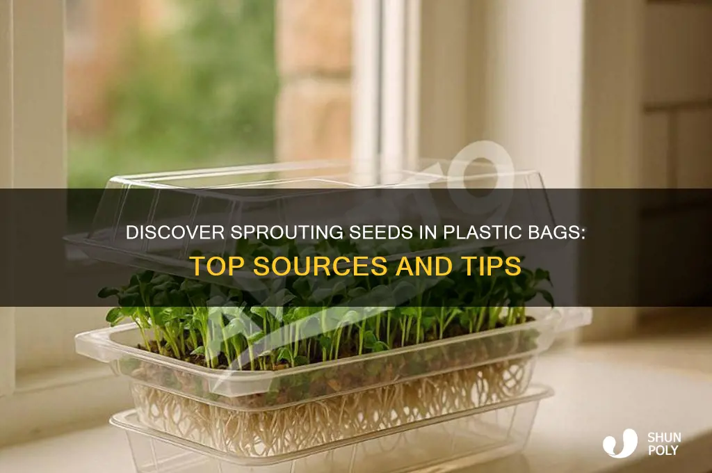 where to find seeds for sprouting in plastic bags
