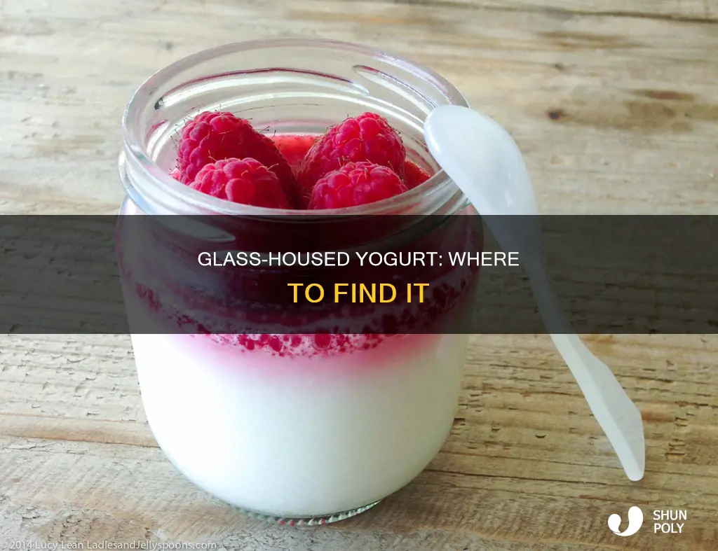 where to get yougurt that