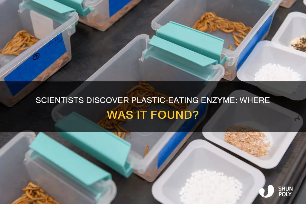 where was the plastic eqting enzyme found