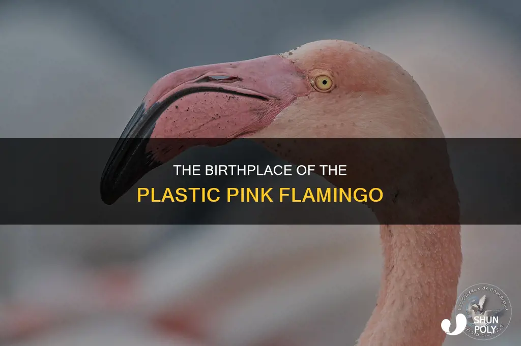 where was the plastic pink flamingo born