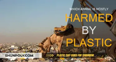 Plastic's Impact: Animals Harmed by Pollution