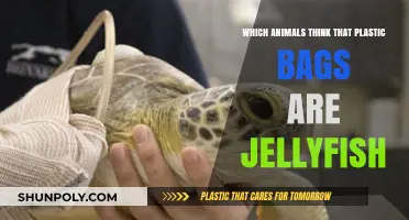 Plastic Bags Mistaken for Jellyfish: Which Animals Are Fooled?