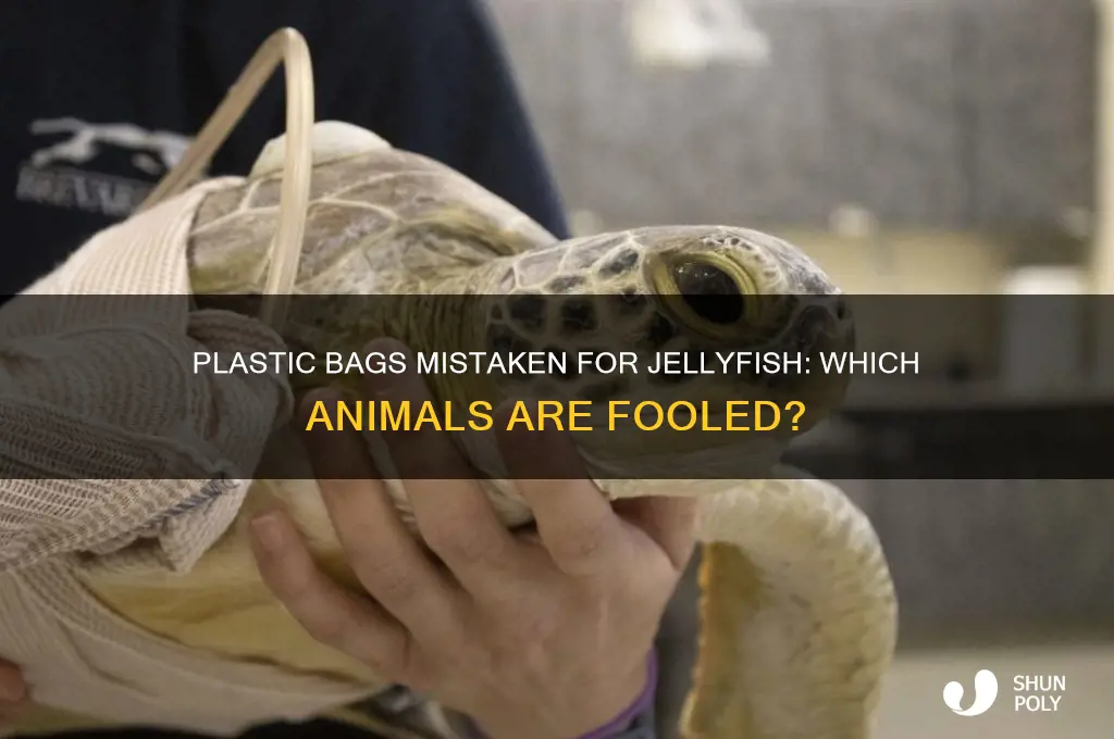 which animals think that plastic bags are jellyfish