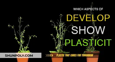 Plasticity in Development: Aspects and Their Flexibility
