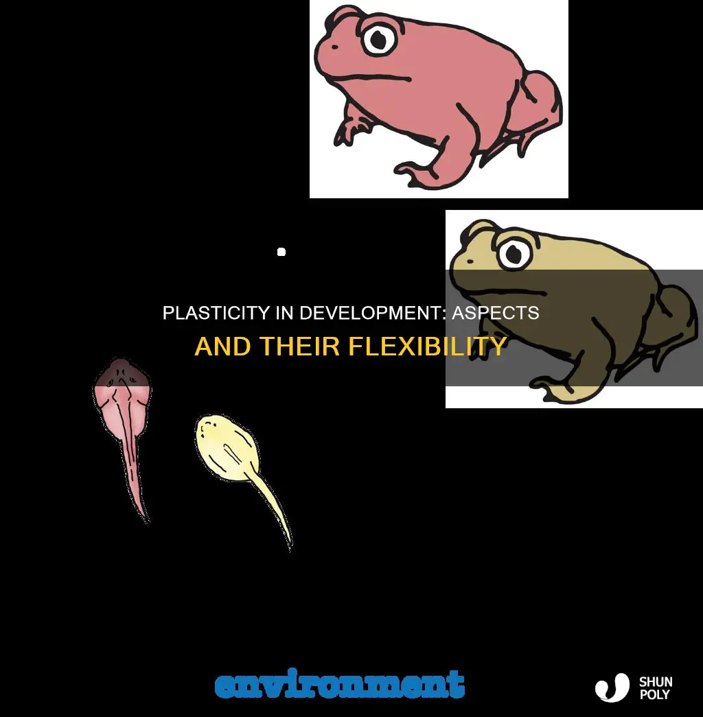 which aspects of development show plasticity