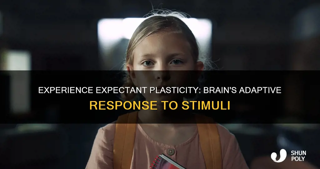 which best describes experience expectant plasticity