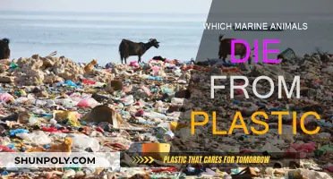 Plastic Pollution: Marine Life's Deadly Threat