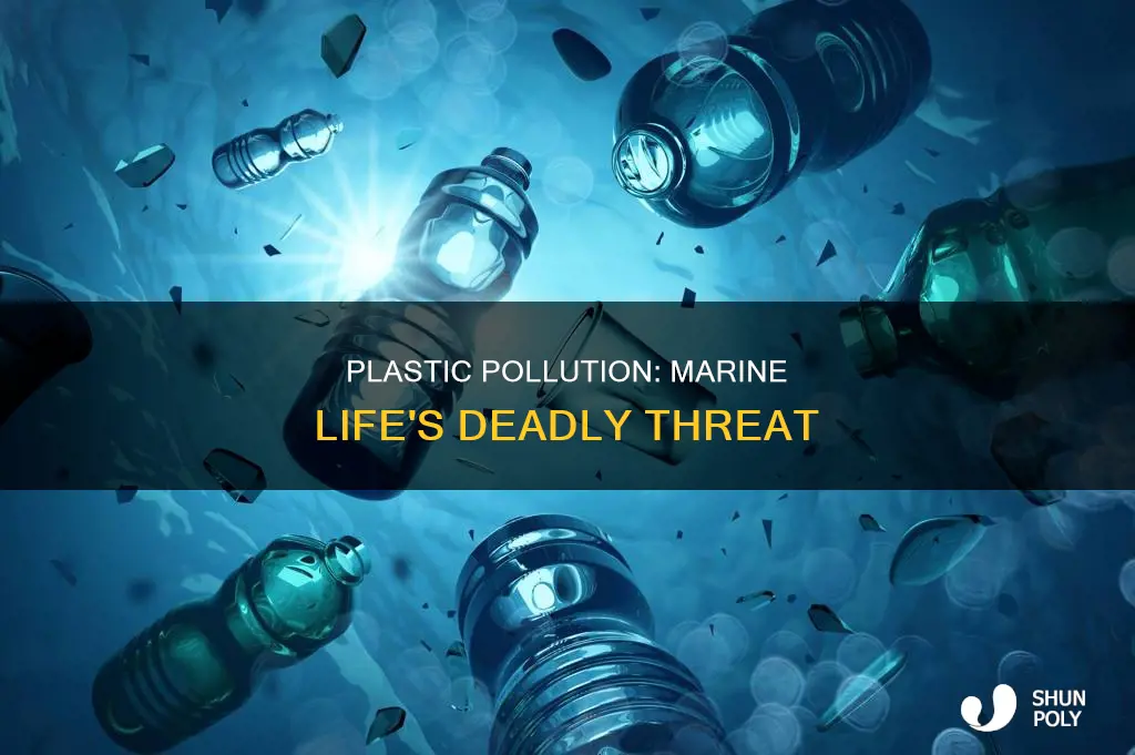 which marine animals die from plastic