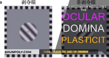 How Ocular Dominance Plasticity is Modulated