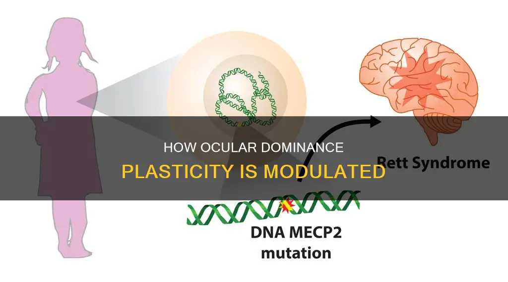 which mechanism modulates the ocular dominance plasticity
