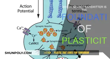 Neurotransmitters: Foundation of Brain Plasticity and Learning