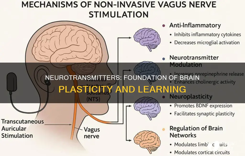 which neurotransmitter is the foundation of plasticity