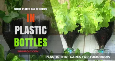 Eco-Friendly Gardening: Plants Thriving in Recycled Plastic Bottles