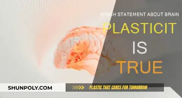 Brain Plasticity: Unlocking the Power of Neuroplasticity