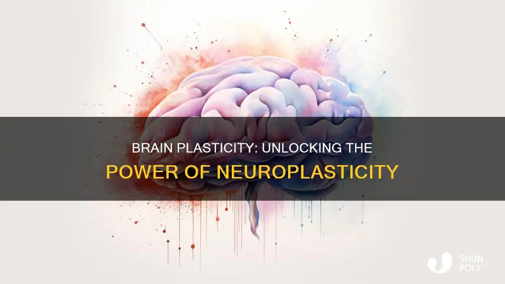 which statement about brain plasticity is true