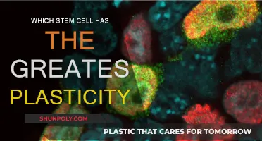 Unlocking Stem Cell Plasticity: The Ultimate Champion