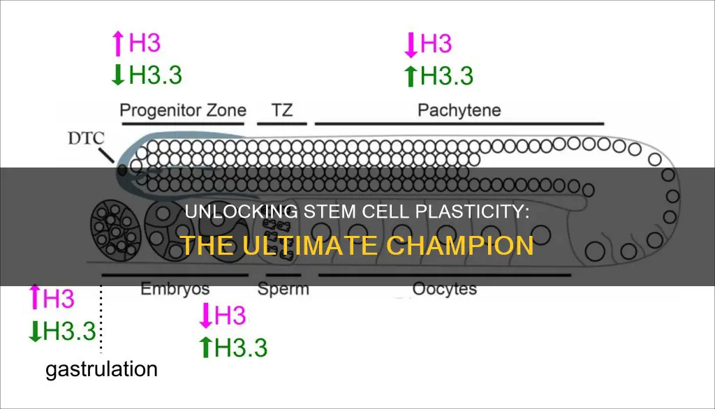 which stem cell has the greatest plasticity
