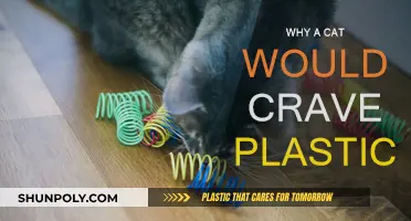 Plastic Cravings: Why Cats Crave Synthetic Treats