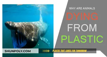 Plastic Pollution: A Lethal Threat to Animals