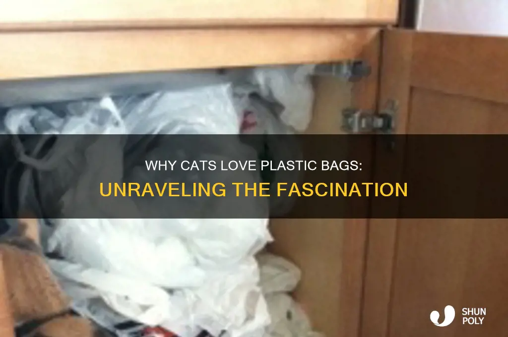 why are cata attracted to plastic bags