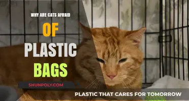 Why Cats Fear Plastic Bags: Unraveling the Mystery Behind Their Anxiety