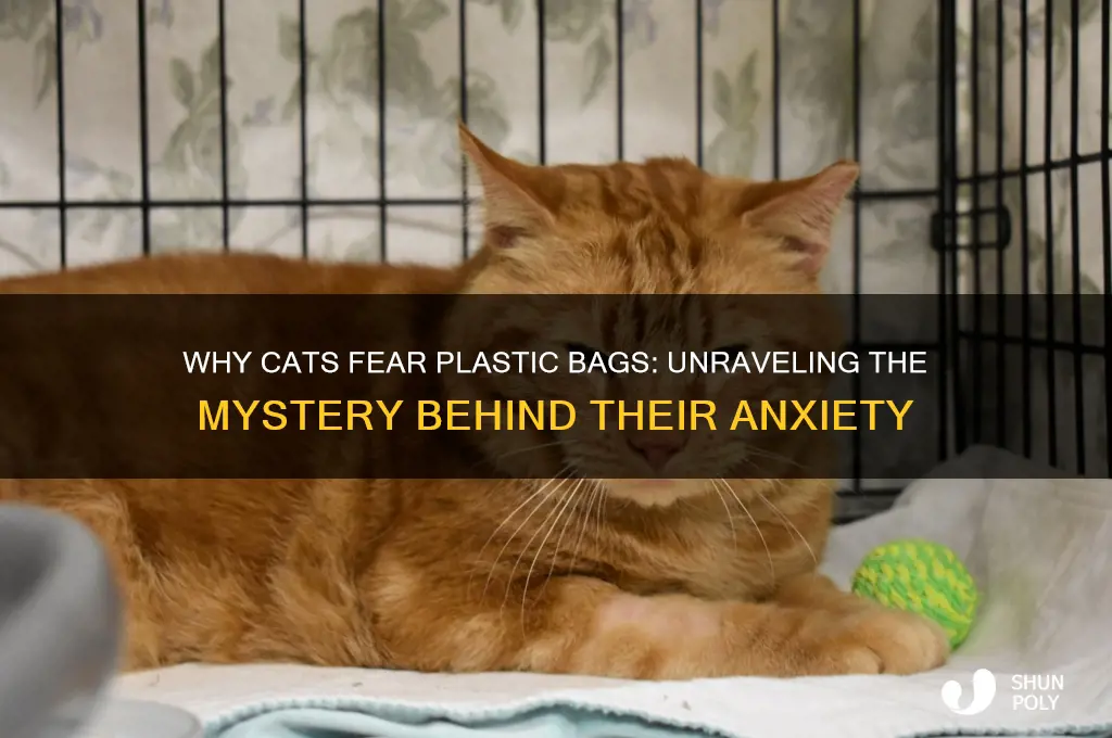 why are cats afraid of plastic bags