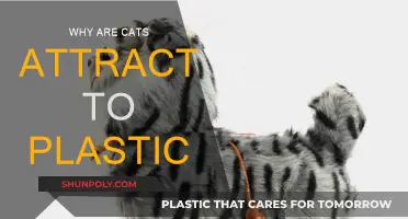 Plastic Attraction: Why Cats Love This Material