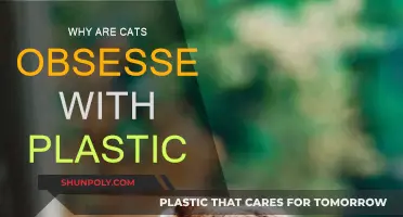 Plastic Attraction: Why Cats Love This Material