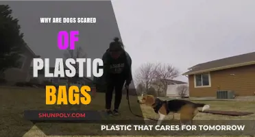 Why Do Dogs Fear Plastic Bags? Unraveling the Canine Mystery