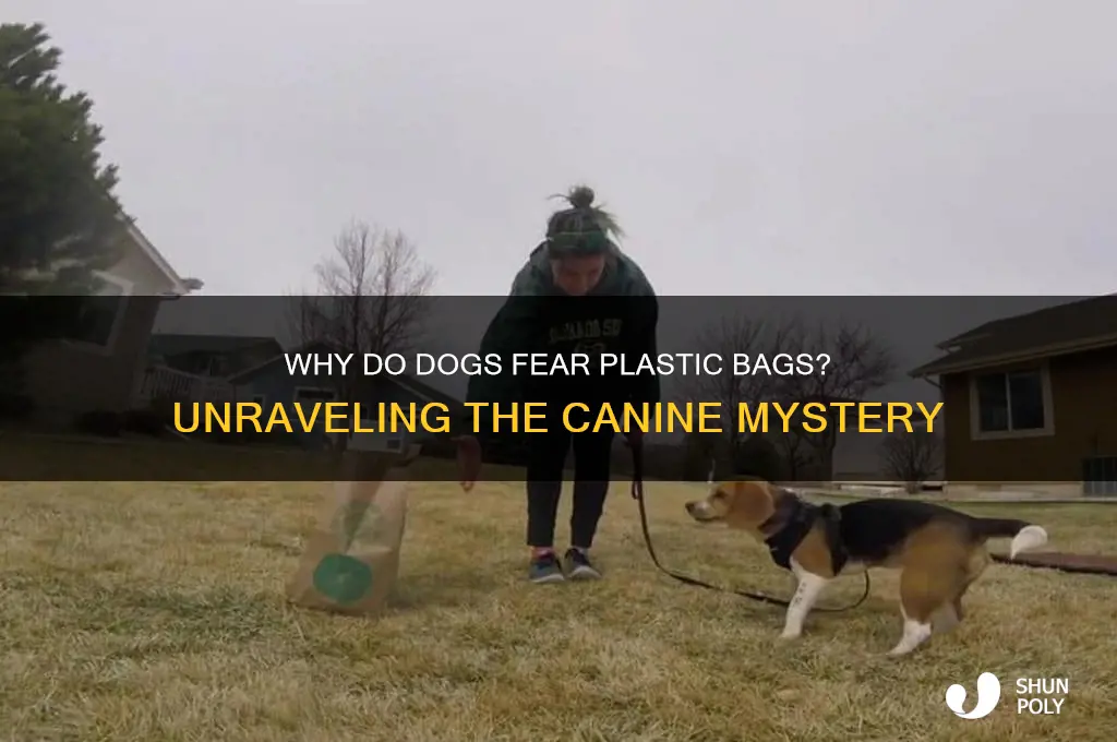 why are dogs scared of plastic bags