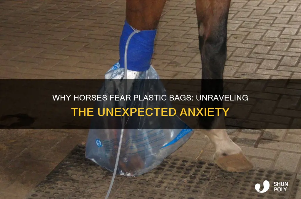 why are horses afraid of plastic bags