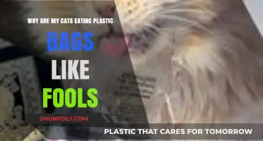 Why Cats Chew Plastic Bags: Understanding This Dangerous Feline Habit
