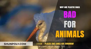 Plastic Bags: Silent Killers Threatening Wildlife and Ecosystems