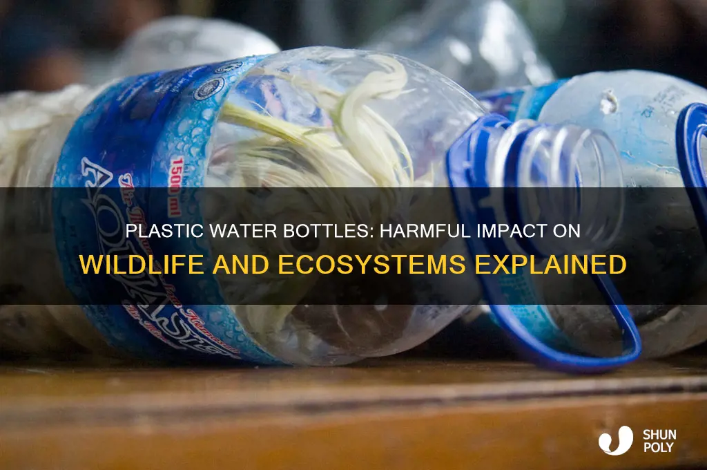 why are plastic water bottles bad for animals