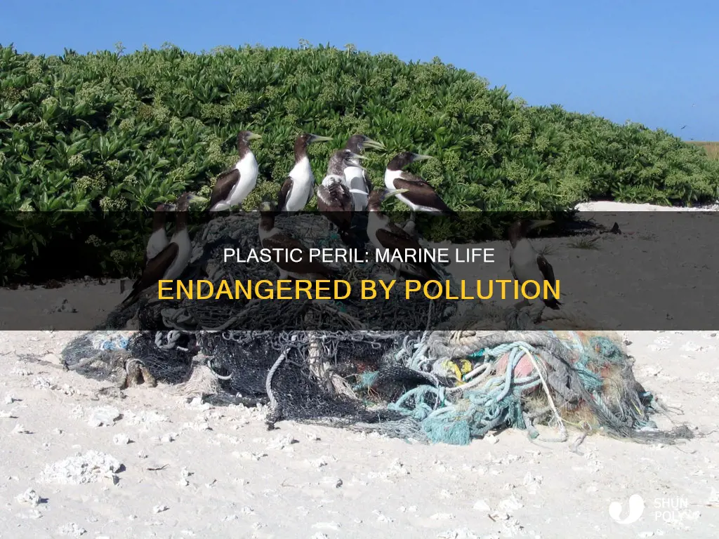 why are plastics dangerous to marine animals