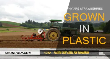 Strawberries: Plastic Farming for Perfect Fruits