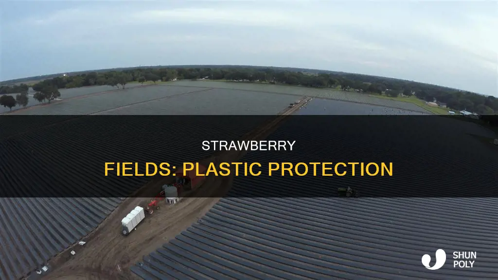 why are strawberry fields covered in plastic
