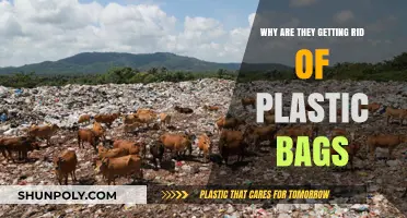 Why Are Plastic Bags Being Phased Out? Environmental Impact Explained