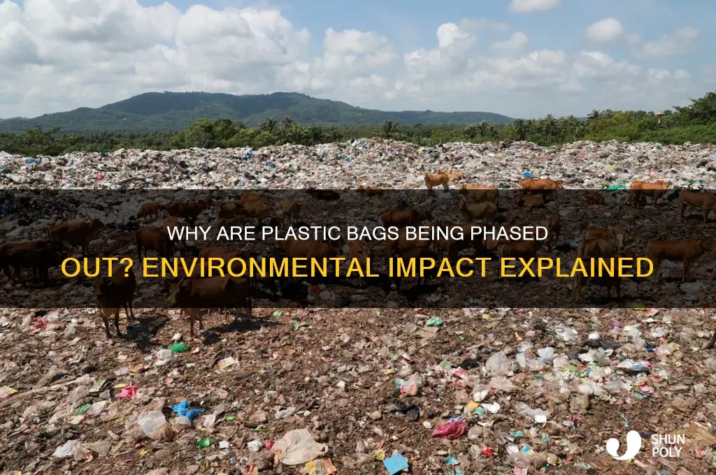 why are they getting rid of plastic bags