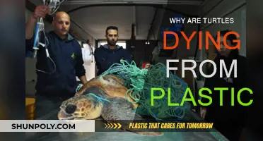Turtles and Plastic: A Deadly Combination