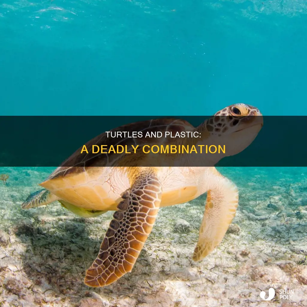 why are turtles dying from plastic