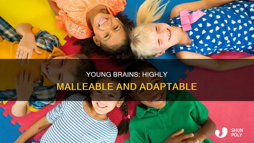 why are younger brains more plastic