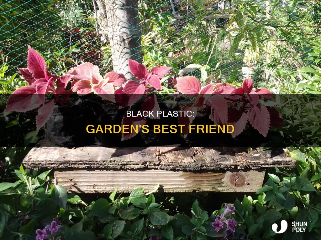 why black plastic over the garden
