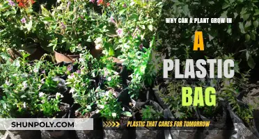 How Plants Thrive in Plastic Bags: Unveiling the Surprising Science