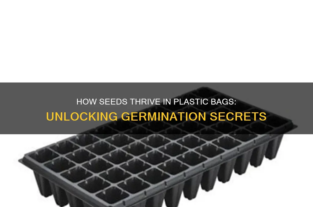 why can a seed germinate in a plastic bag