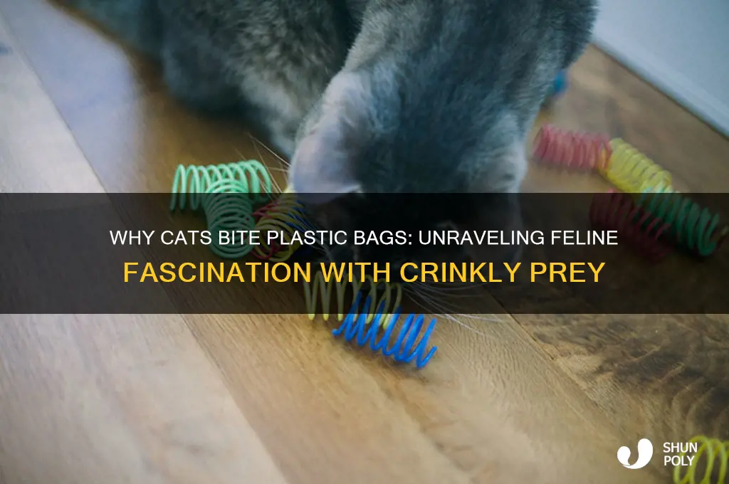 why cats bite plastic bags